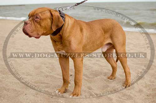 Dogue De Bordeaux Collar Wide Leather | Extra Wide Dog Collar UK