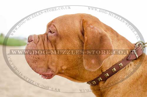Dogue De Bordeaux Collar 1 in Wide | Brass Studded Dog Collar