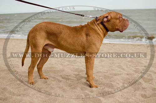 Leather Dog Collar for Dogue De Bordeaux Classic Design