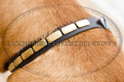 Leather Dog Collars for Dog De Bordo with Brass Plates