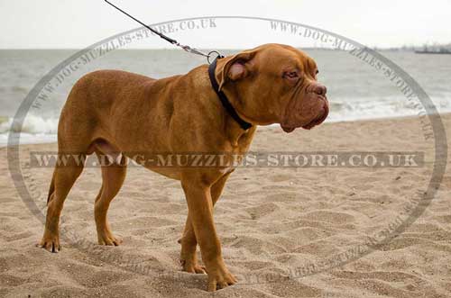 Dogue De Bordeaux Collars with Buckle | Nylon Collars for Dogs