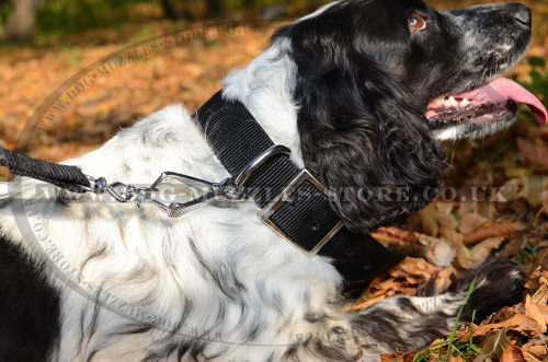 Best Spaniel Dog Collars: Nylon Dog Collar for Springer Spaniel
