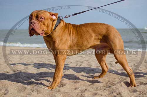 Dogue De Bordeaux Collars Spiked | Spiked Leather Dog Collars