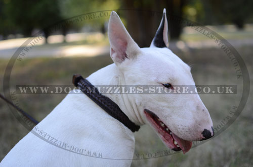 The Best Collar for English Bull Terrier with Belt Buckle, 2 Ply