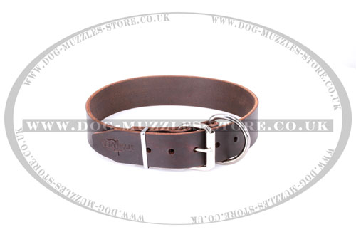 universal dog collar buy UK